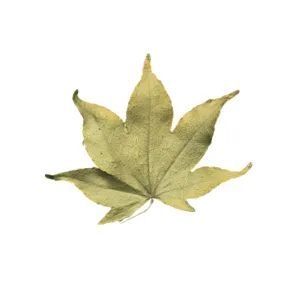 Japanese Maple Leaf Pin