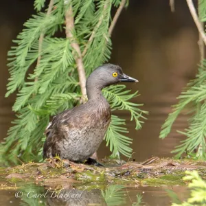 Least Grebe female with full crop after ingesting frog gift from partner