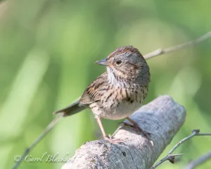 Lincoln's Sparrow on S Padre Island