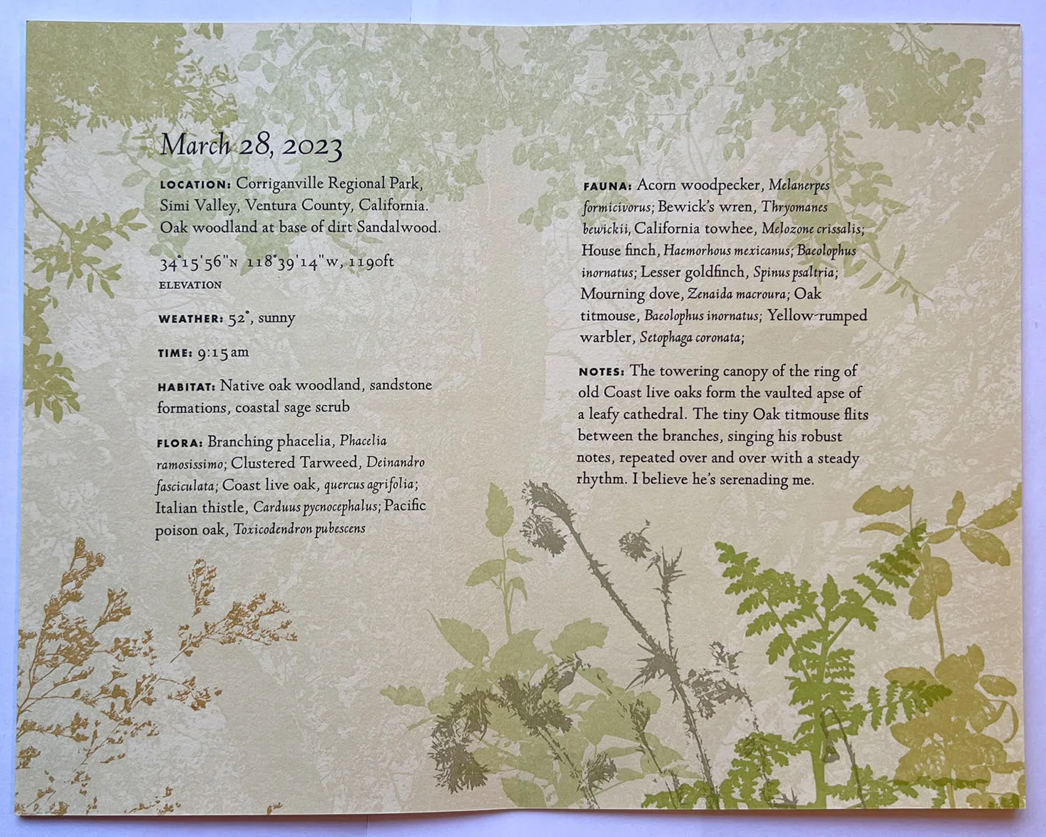 Listen, Notes from the field by Rebecca Chamlee