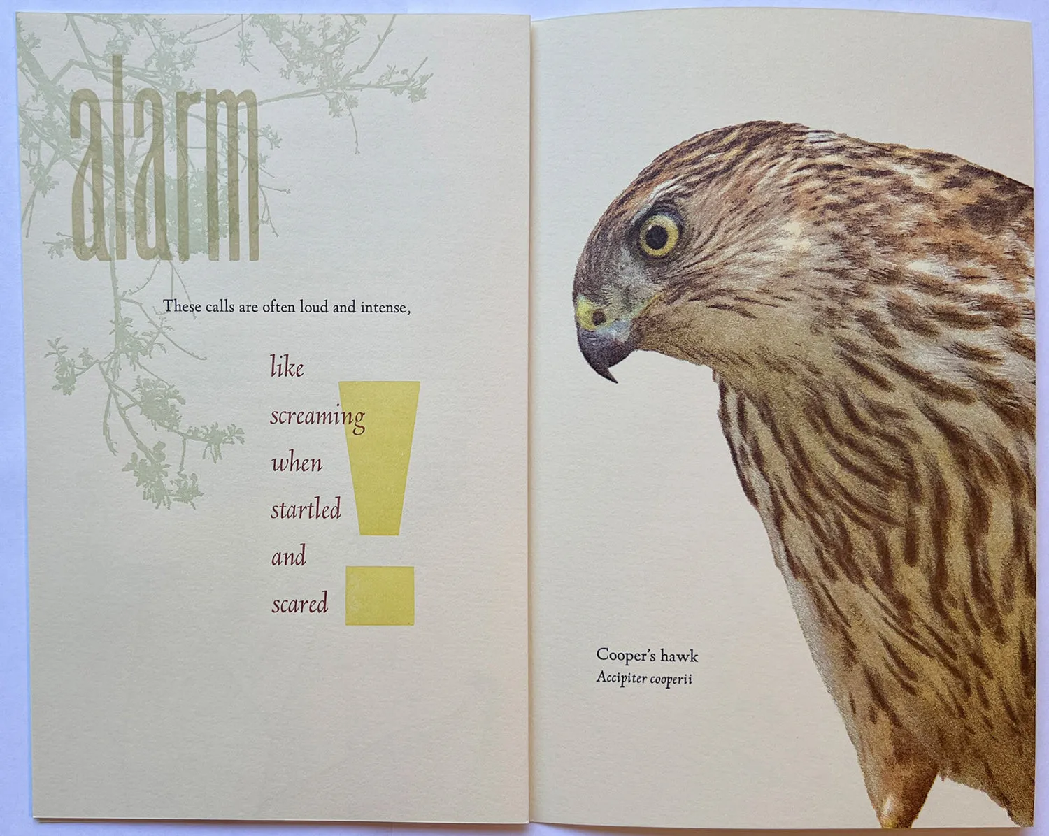 Listen, Notes from the field by Rebecca Chamlee
