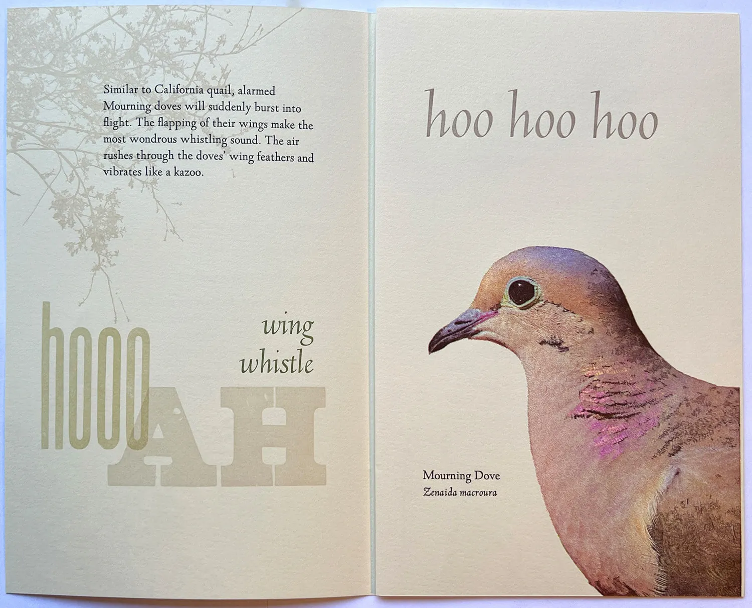 Listen, Notes from the field by Rebecca Chamlee