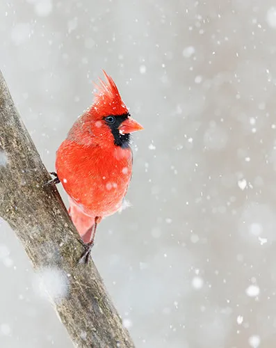 Male Cardinal in the Snow