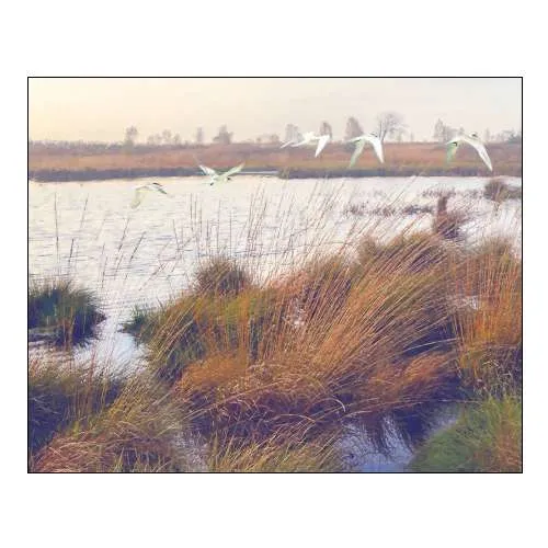 Marshland Hues I