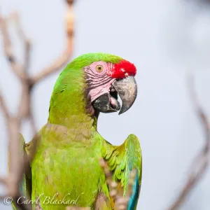 Military Macaw, head close-up, pink face, Mexico