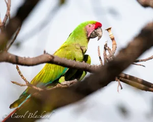 Military Macaw, side view, Mexico