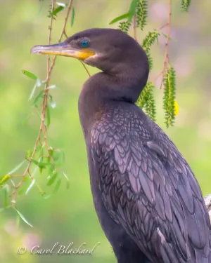 Neotropic Cormorant, Texas