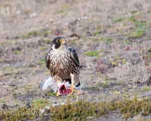 Peregrine Falcon eating gull, Tierra del Fuego, Argentina