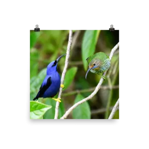 Purple Honeycreeper male and female - print