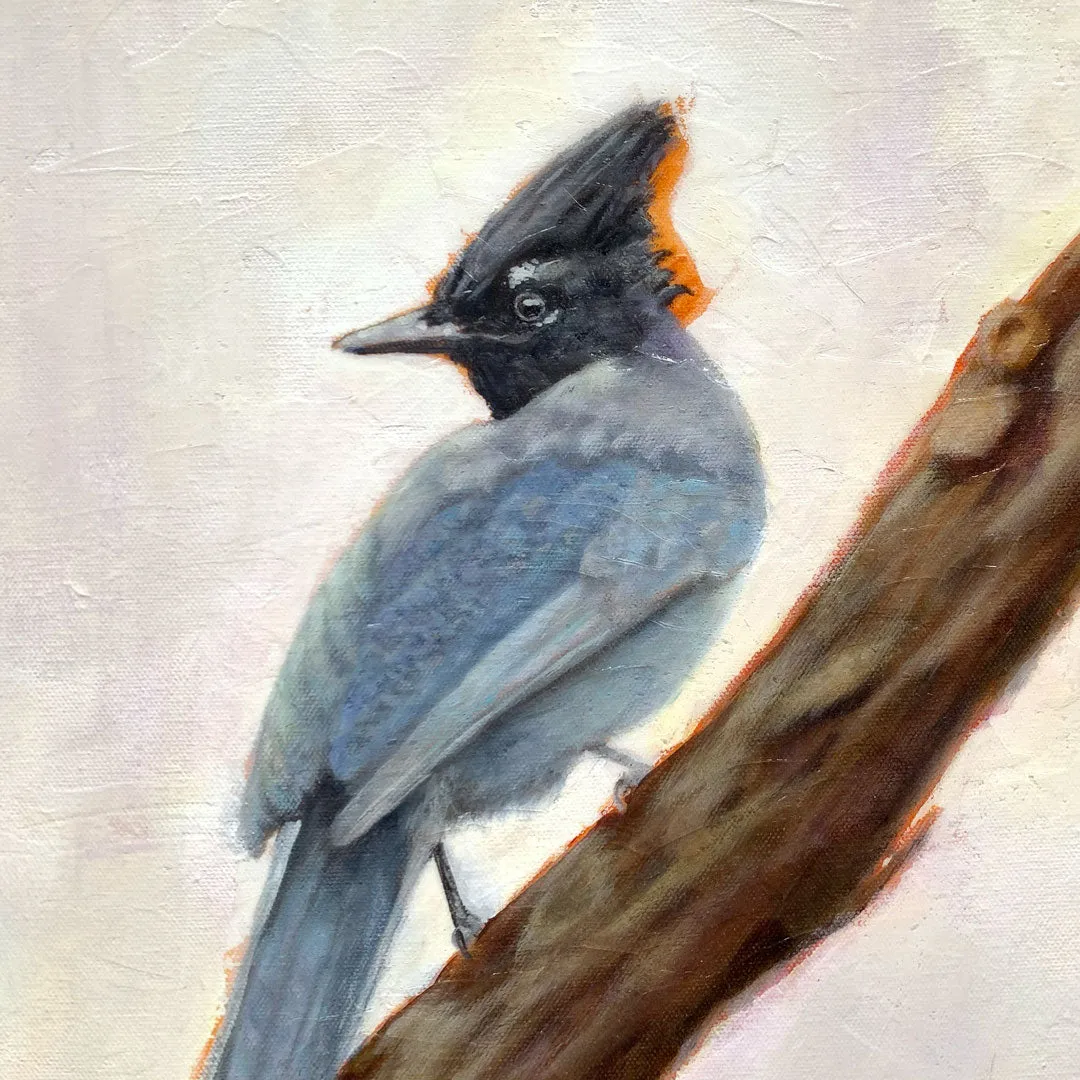 "Harbinger" Stellar's Jay Painting 16x20