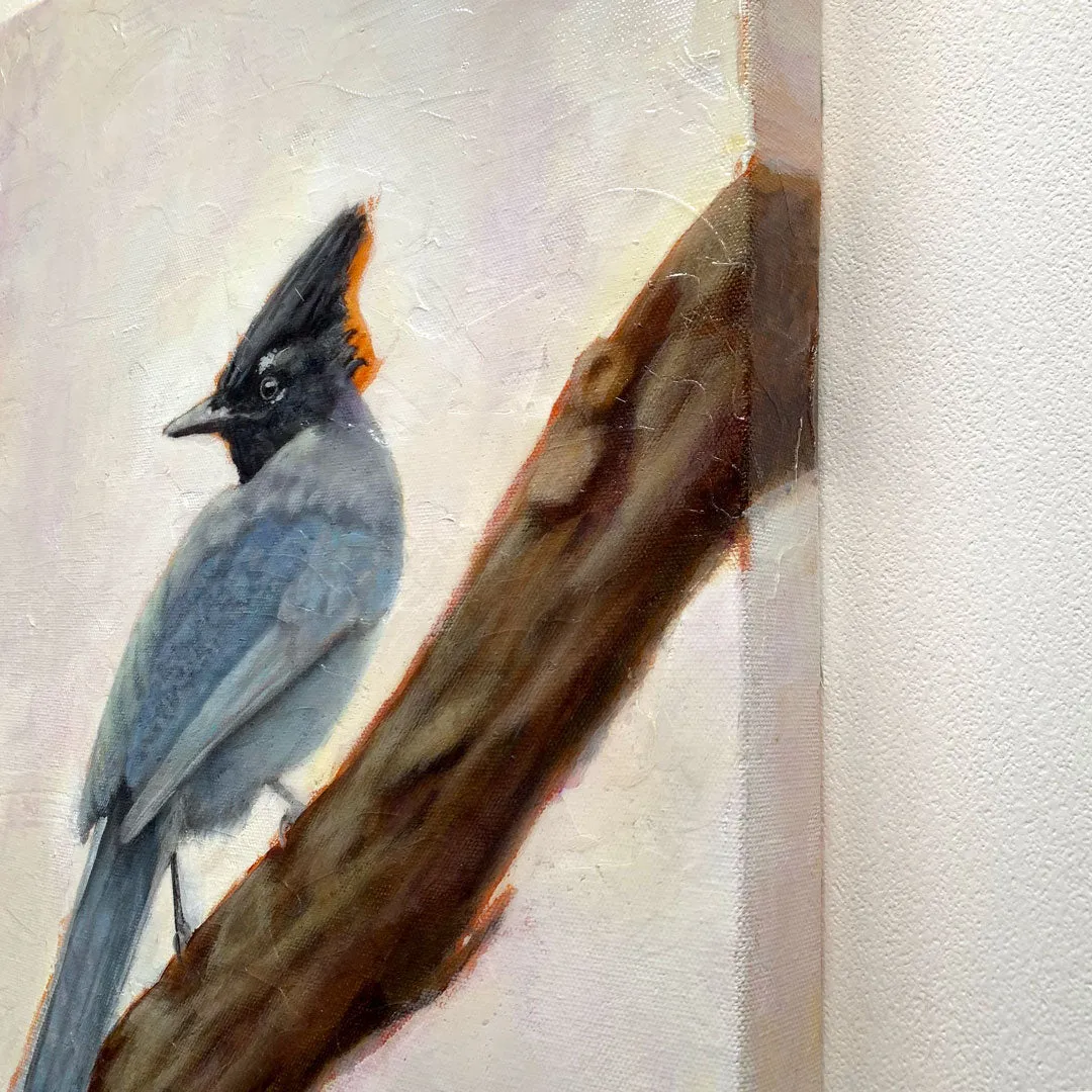 "Harbinger" Stellar's Jay Painting 16x20