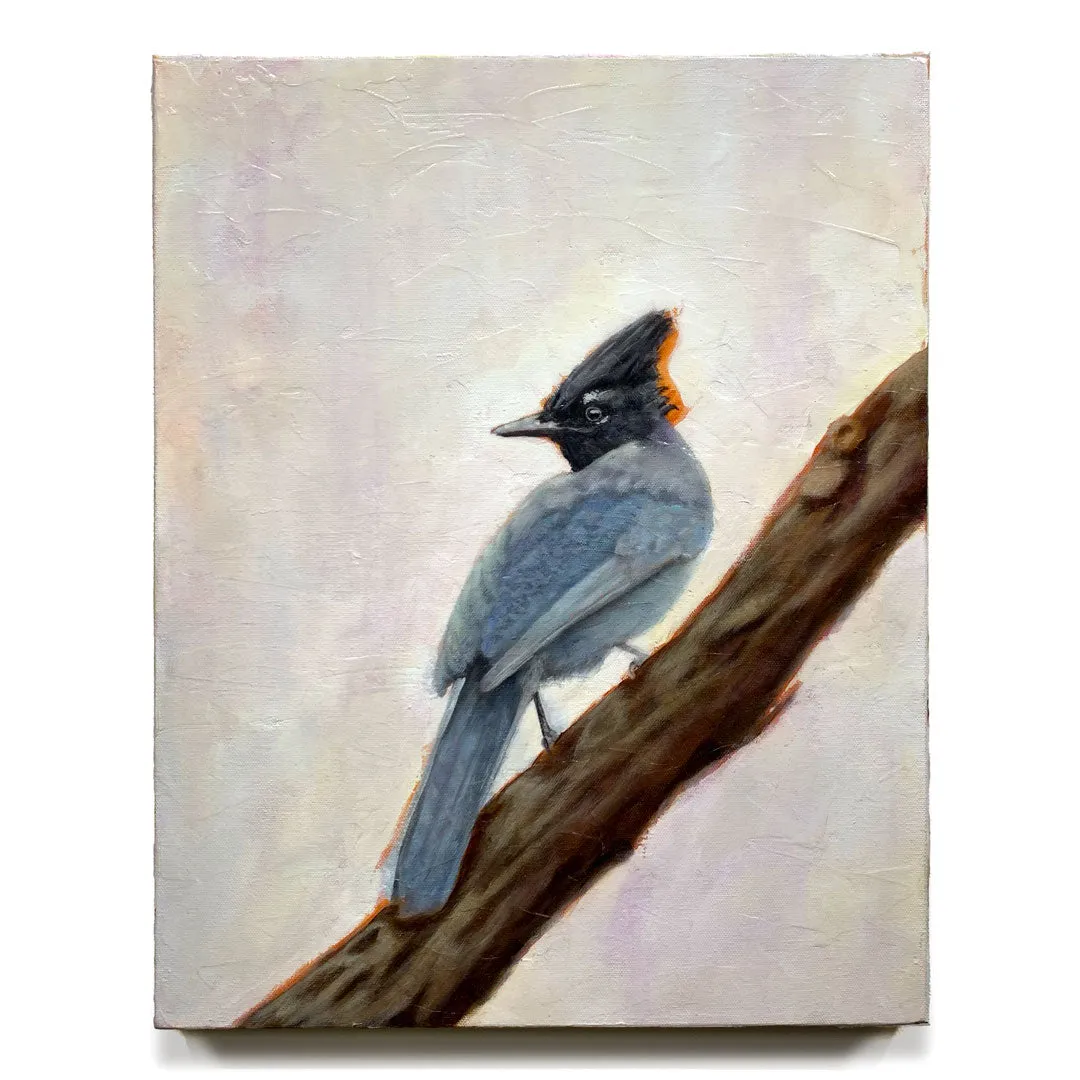 "Harbinger" Stellar's Jay Painting 16x20