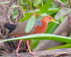Rufous-necked Wood-Rail, amazing coloring,Mexico