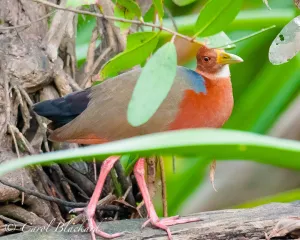 Rufous-necked Wood-Rail, coy peek, Mexico