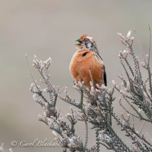 Rufous-tailed Plantcutter in Patagonia bush