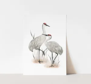 Sandhill Cranes Bird Art Print