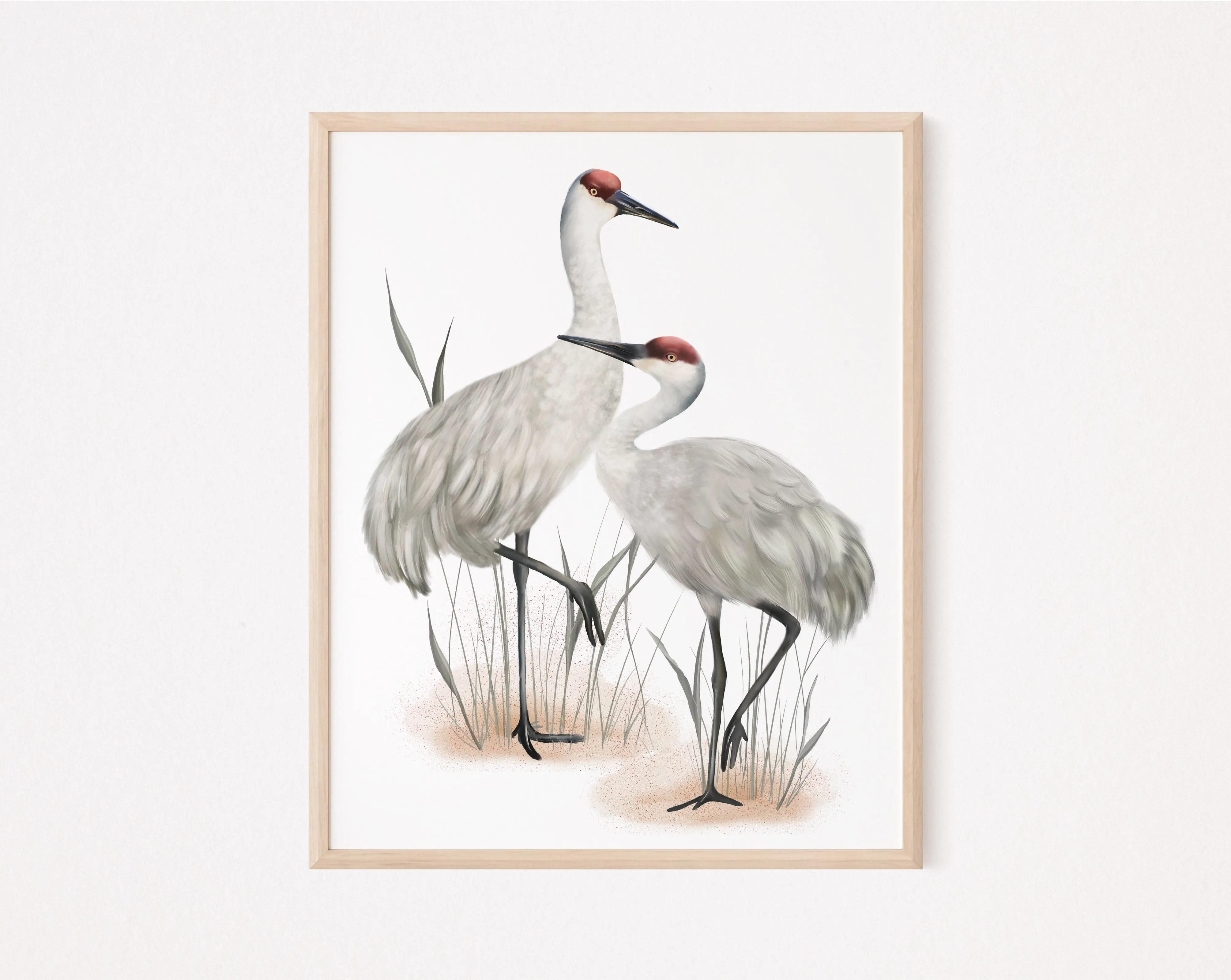 Sandhill Cranes Bird Art Print