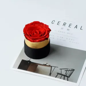 Single Rose Flower