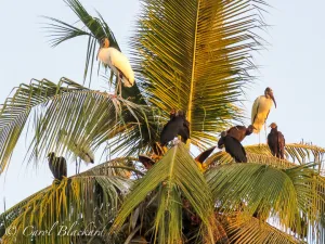 Storks and Vultures roosting in palm tree, Mangrove swamp, Mexico