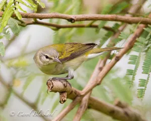 Tennessee Warbler on S Padre Island, on branch