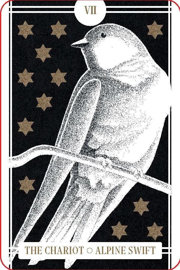 The Avian Tarot