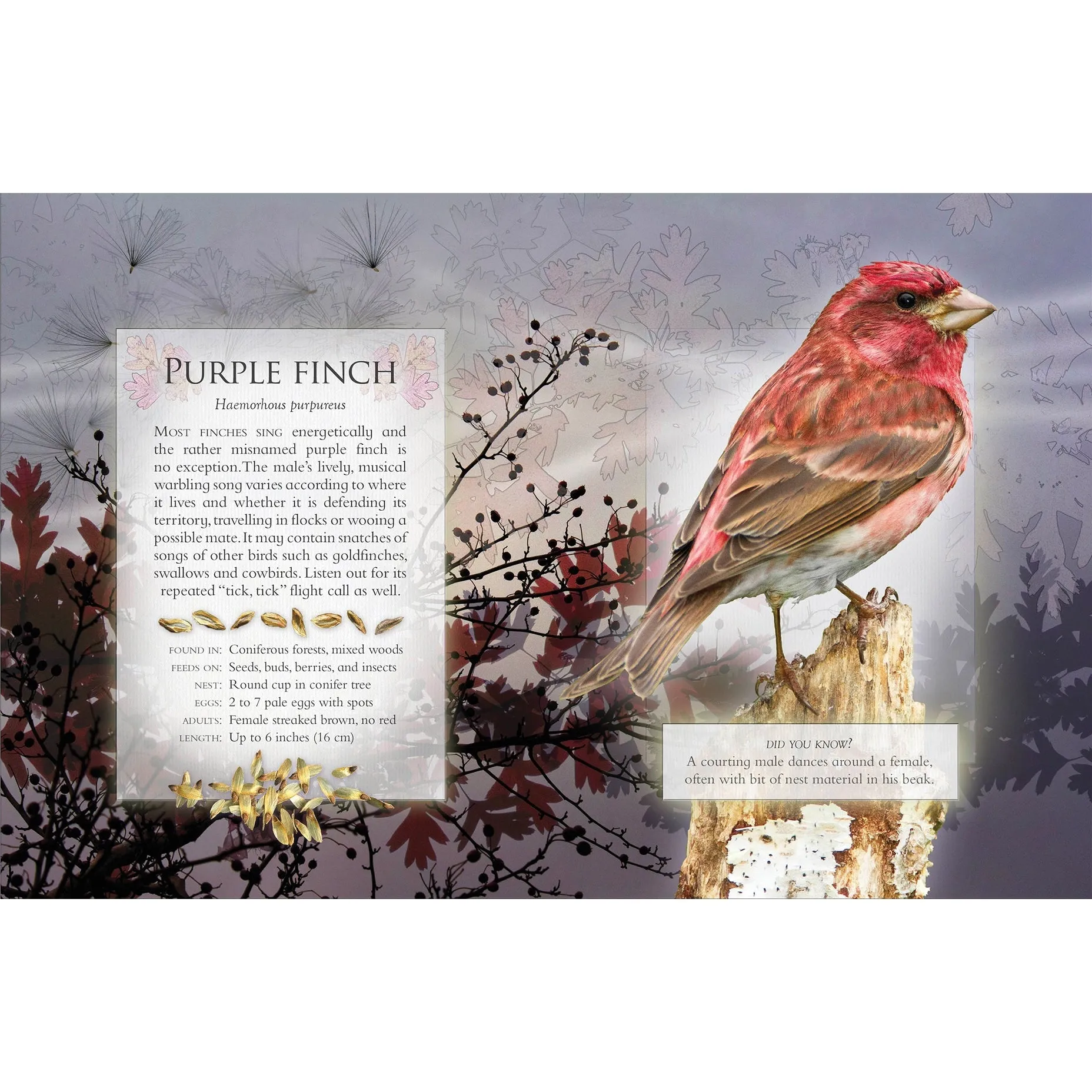 The Little Book of Woodland Bird Songs