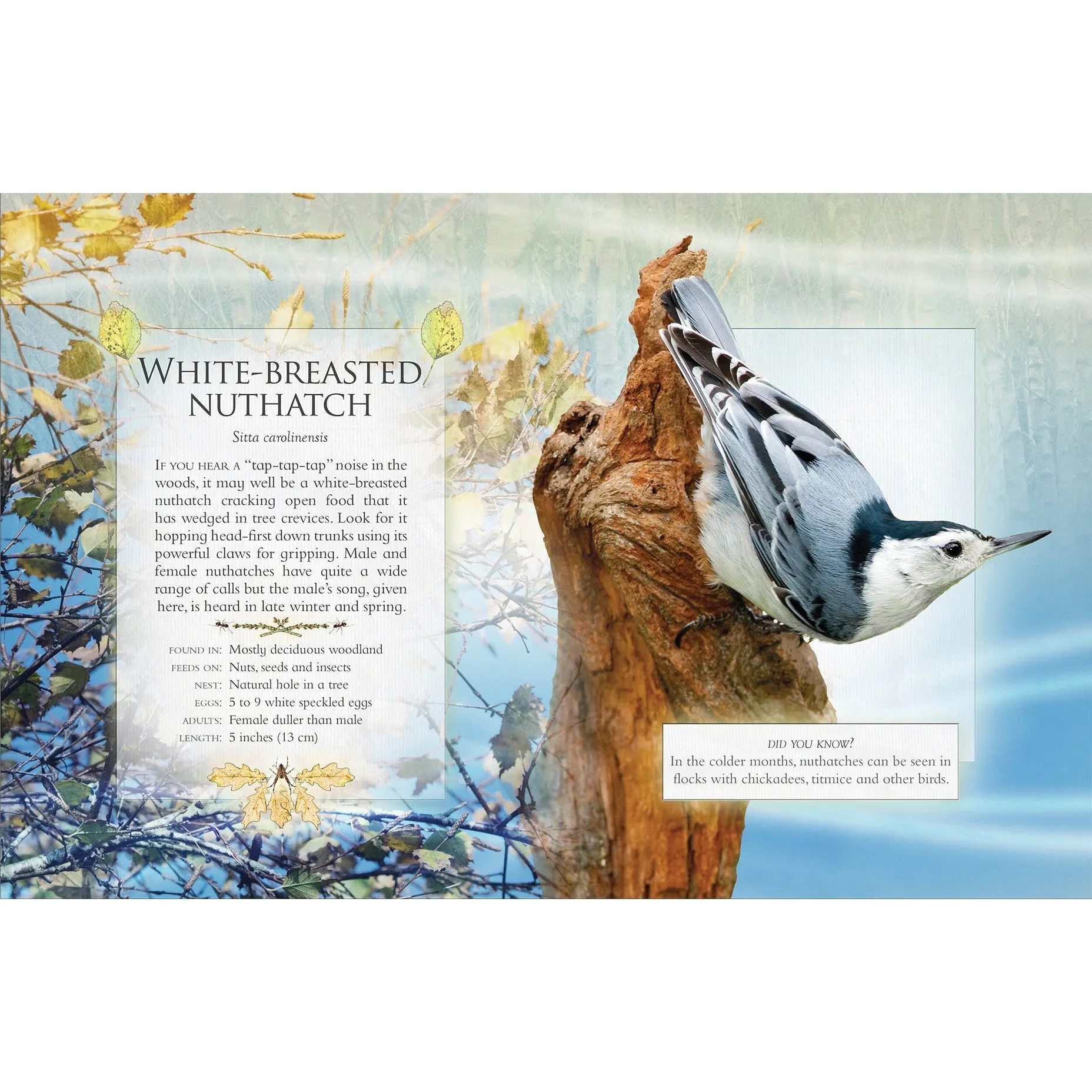 The Little Book of Woodland Bird Songs