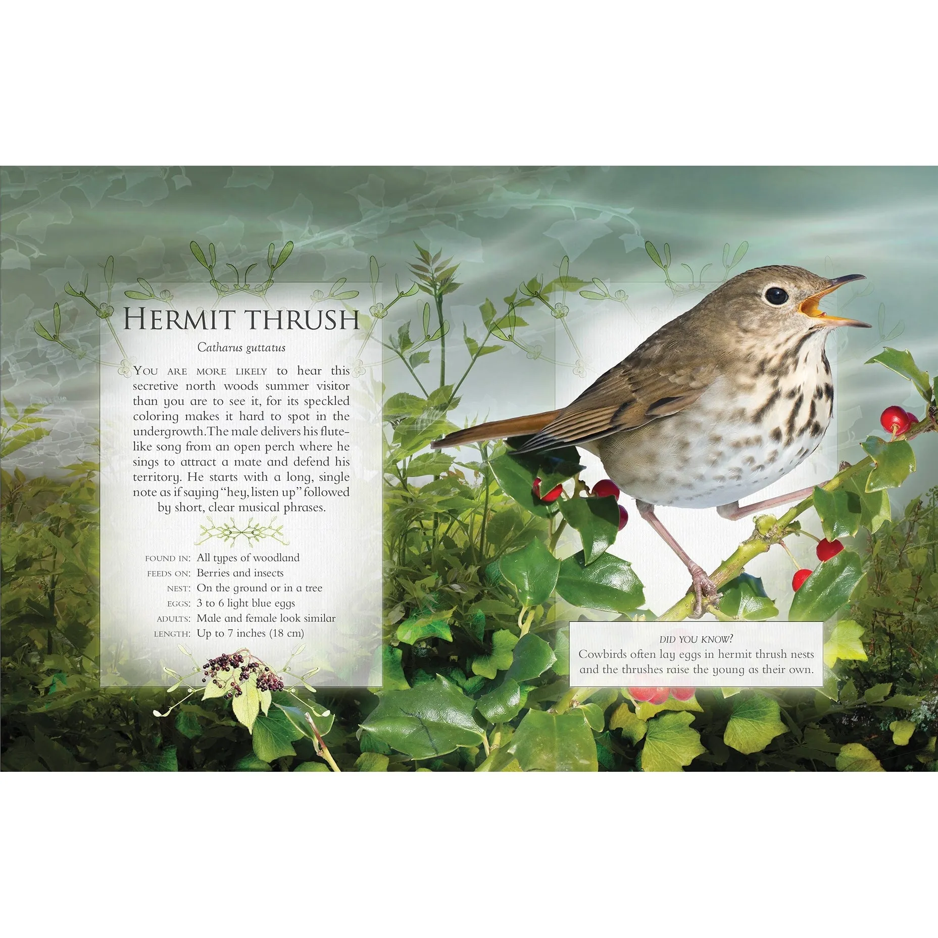The Little Book of Woodland Bird Songs