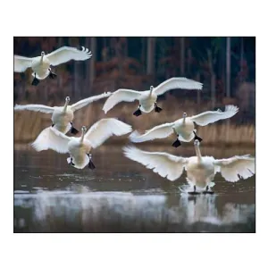 Trumpeter Swans Landing on Magness Lake-Arkansas I