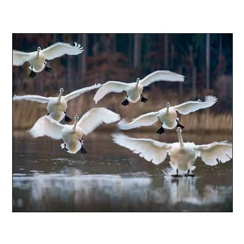 Trumpeter Swans Landing on Magness Lake-Arkansas I