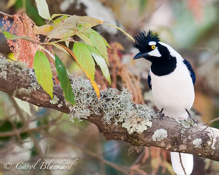 Tufted Jay, 10x8, Mexico