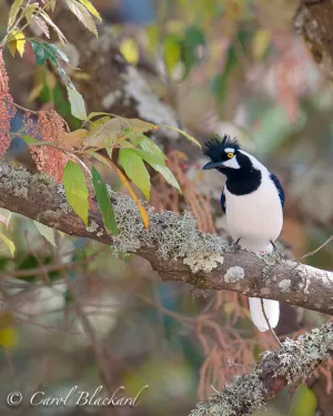 Tufted Jay, 8x10,Mexico