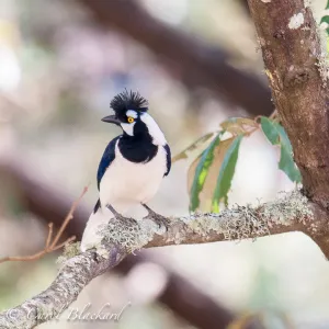 Tufted Jay, looking over shoulder, Tufted Jay Preserve, Mexico