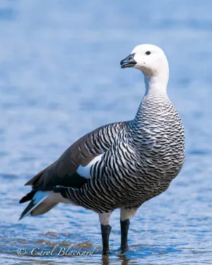 Upland Goose in Tierra del Fuego National Park, Argentina