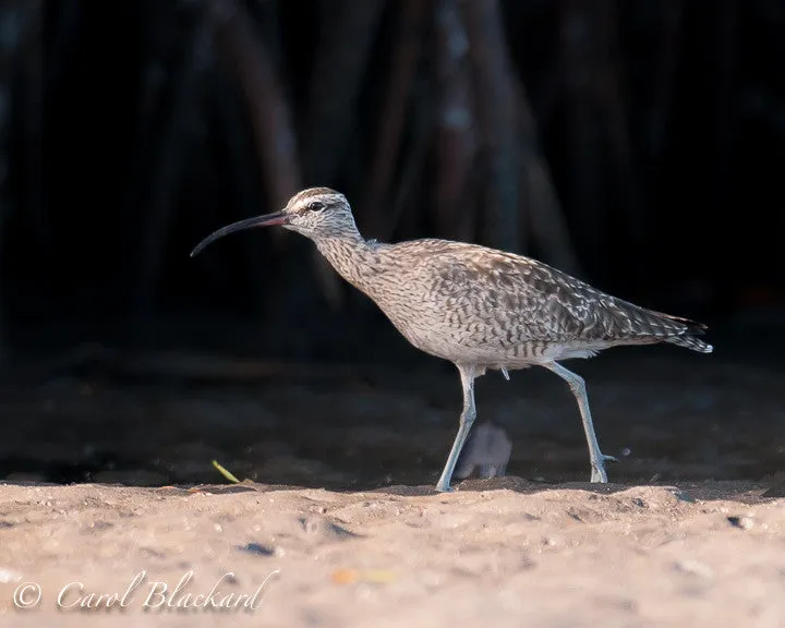 Whimbrel, mangrove swamp near San Blas