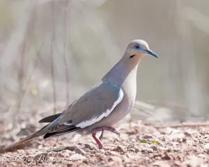 White-winged Dove, foot up, Mexico