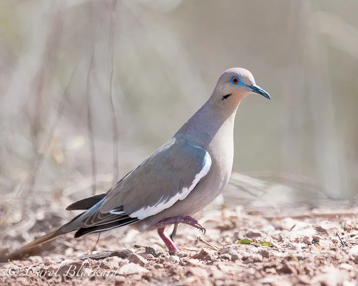White-winged Dove, foot up, Mexico
