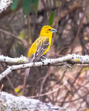 Yellow Grosbeak, Mexico